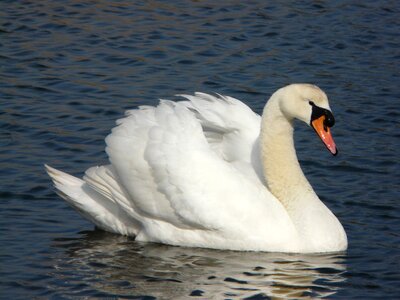 Swimming floating lake photo