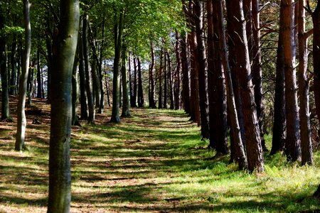 Nature forest landscape forest trees photo