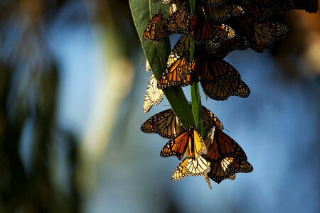 Monarch butterflies-2 photo