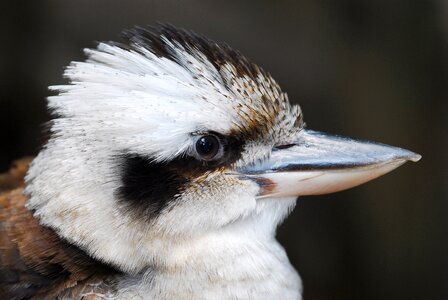 Nature wildlife kingfisher photo