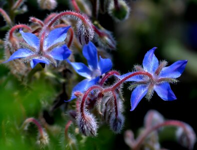 Nature beautiful floral