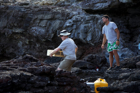 Nihoa Millerbird Translocation-1
