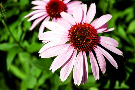 Beautiful Flowers beautiful photo blooming