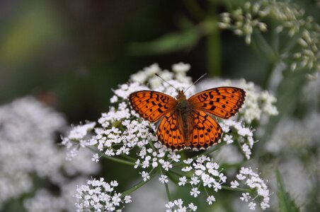 Flower insect plant photo