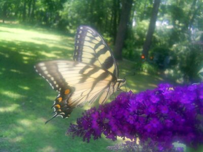 Butterfly tabby cat photo