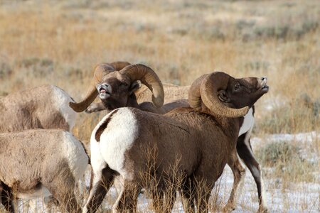 Answer big horn exhibit photo