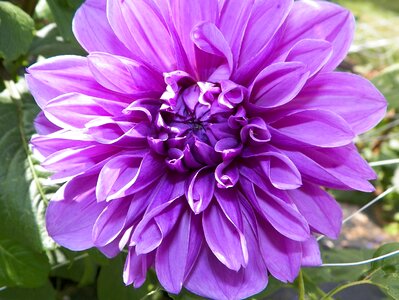 Wildflower flower plant