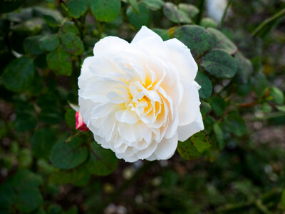 White Rose photo