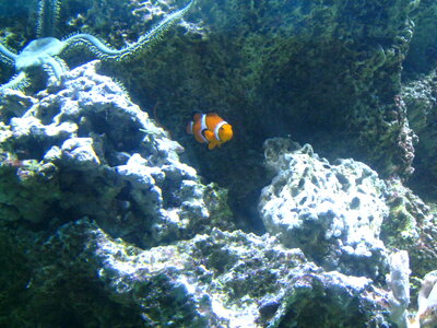 Clown Fish Aquarium photo