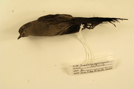 Dumetella carolinensis-1