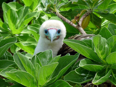 Red-footed booby at Palmyra Atoll National Wildlife Refuge photo