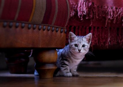 Animal kitty feline