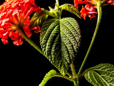 Blossom bloom red