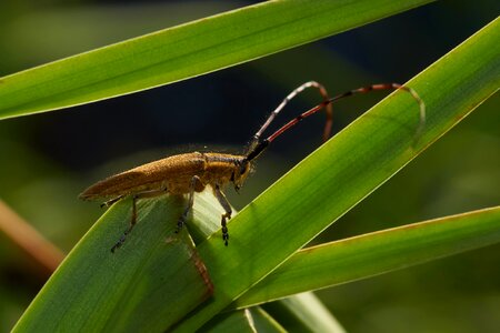 Animal arthropod beetle photo