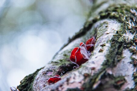 Wild spring fungus