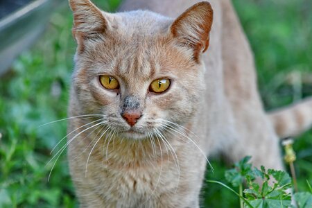 Domestic Cat eyes light brown