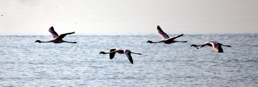 Birds Flamingos Mumbai photo