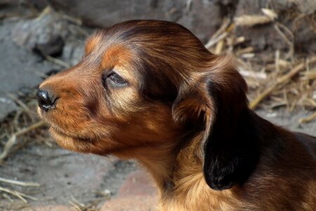 Dog dachshund puppy photo