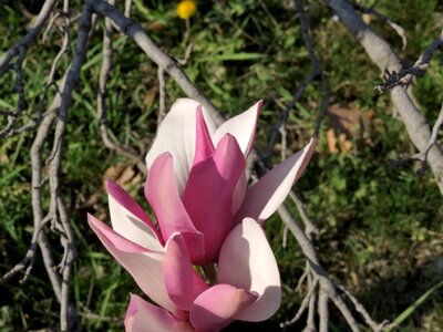 Beautiful Flowers flower garden magnolia