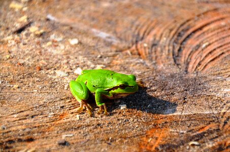 Amphibians tribe green