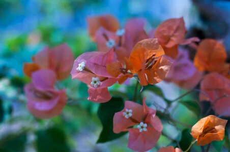 Autumn beautiful beautiful flowers