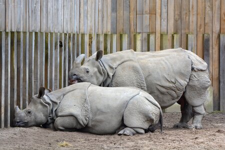 Animal rhinoceros mammal photo