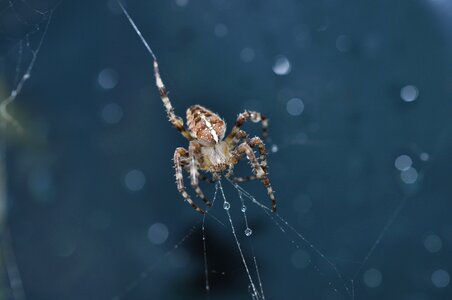 Cobweb web insect