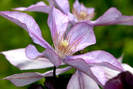 Purple violet lavender photo