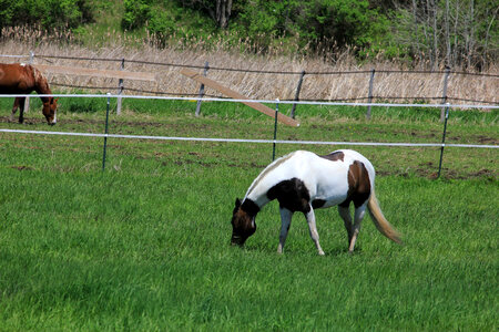 Spotted brown and white horse on the Military Ridge State Trail