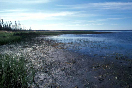 Shoreline vegetation 