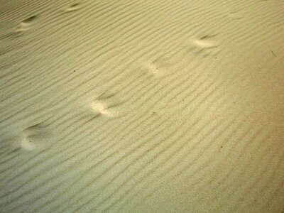 Sand footprints shell photo