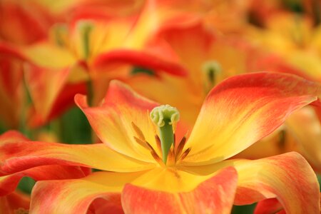 Calyx red yellow