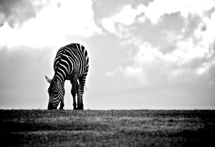 Wildlife Zebra Eating Black White Free Photo photo