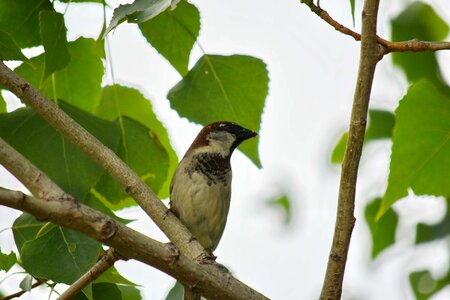 Branch sparrow tree photo