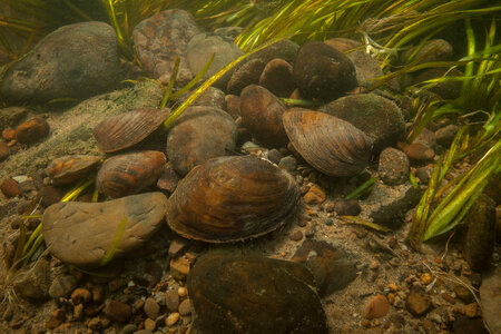 Freshwater mussels in river habitat