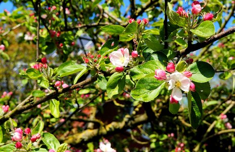 Leaves bloom spring