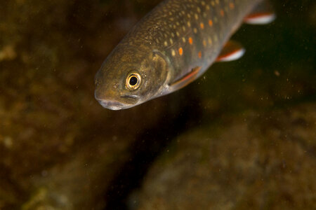 Dolly Varden-1