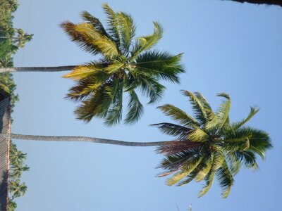 Tall Coconut Tree photo