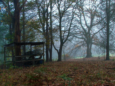 Mist in the trees in the forest photo