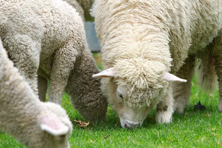 Countryside north island animal