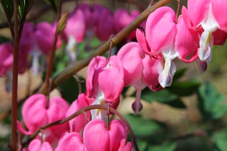 Bloom aquatic tropical