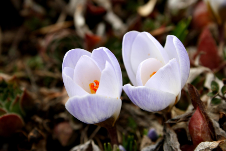 Beautiful Photo crocus flora
