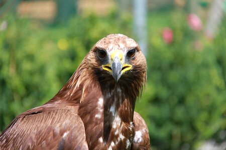 Bird nature head