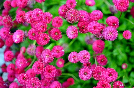 Blossom bloom petals