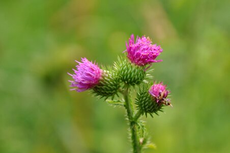 Beautiful Flowers beautiful photo biology