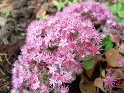 Bloom pink oktoberle photo