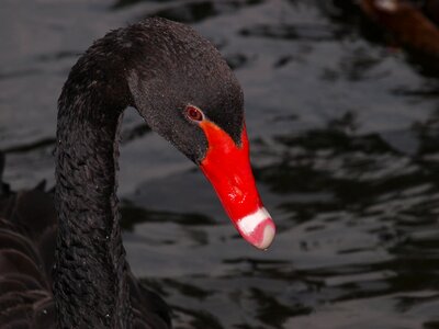 Black swan swan bill