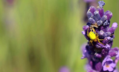 Animal arthropod beautiful flowers