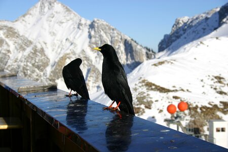 Tannheimertal füssener jackson mountain jackdaws photo