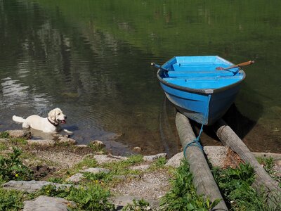 Dog swim cooling photo